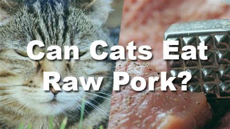 Watch for signs of sickness including diarrhea (often bloody). can cats eat raw pork | Pet Consider