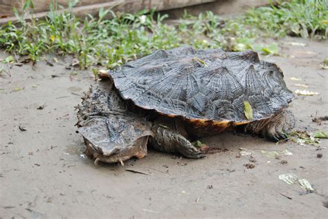 Mata Mata River Turtles