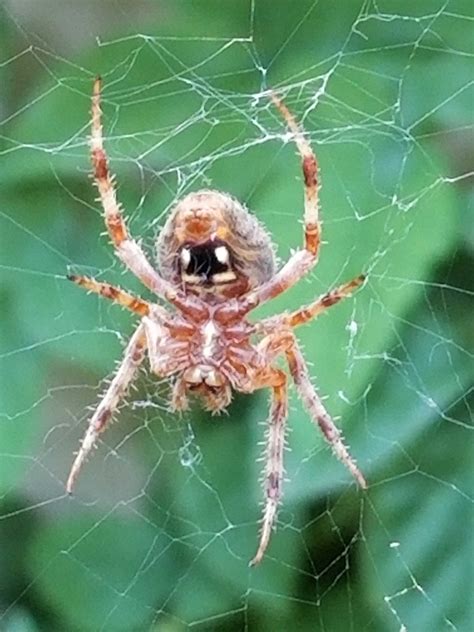 Orbweaver ‘garden’ Spider Sunnyvale Garden