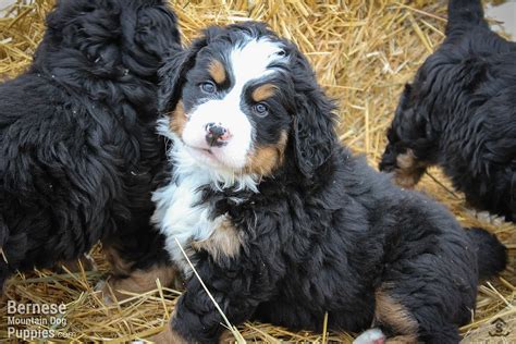 Carefree As A Six Week Old Puppy Bernese Mountain Dog Puppy For Sale