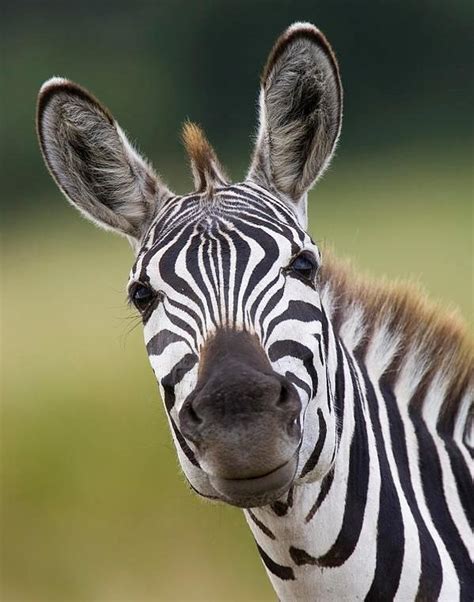 Zebra Face Animal Pictures Zebras