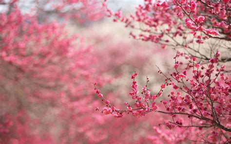 Spring Pink Beauty Beautiful Tree Nature Landscape Wallpaper