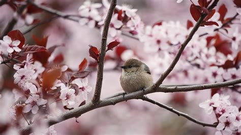 Photography Birds Cherry Blossom Animals Plants Branch Wallpapers