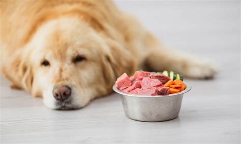 Cómo estimular el apetito de un perro que no come Foto 1