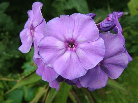 Dianthus is a genus of about 300 species of flowering plants in the family caryophyllaceae, native mainly to europe and asia, with a few species in north africa and in southern africa, and one species. Phlox paniculata - Phlox (Polemoniaceae Images)