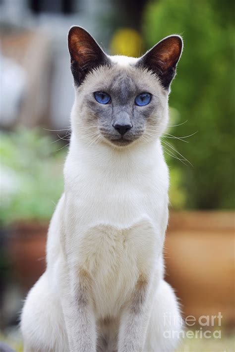 Siamese cats believed to have originated from thailand, siamese cats blue point siamese are considered to be quite distinct from rest of the breed and have a royal touch. Blue Point Siamese Cat Photograph by John Daniels