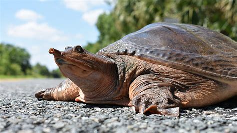 They are characterized by a special bony or cartilaginous shell developed from their ribs that acts as a shield. Novel virus may be killing Florida freshwater turtles