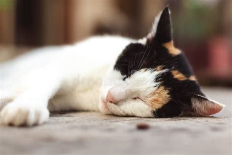 Close Up Of A Calico Cat Sleeping Outdoors Stock Photo Image Of Quiet