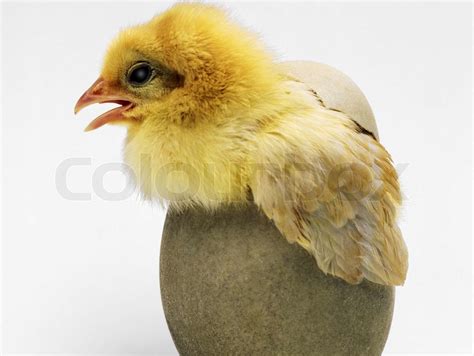 Chicken Coming Out Of A Brown Egg Stock Image Colourbox