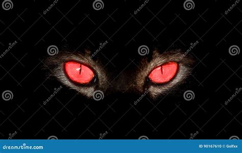 Animal Eyes Stare At Something In Black Stock Photo Image Of Panther