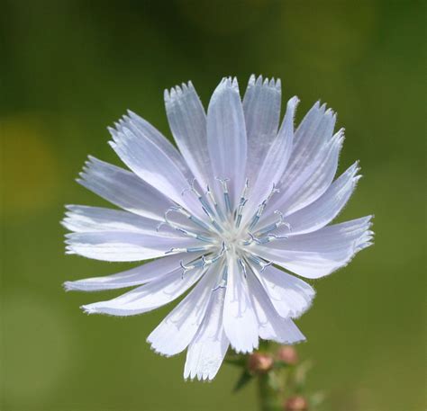 A Blue Wildflower Bc Canada Wild Flowers Flowers Plants