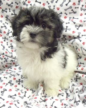 The bichon breeds originated in the mediterranean and from there made their way around the world, bringing smiles wherever they went. View Ad: Havanese Puppy for Sale, North Carolina, WINSTON ...
