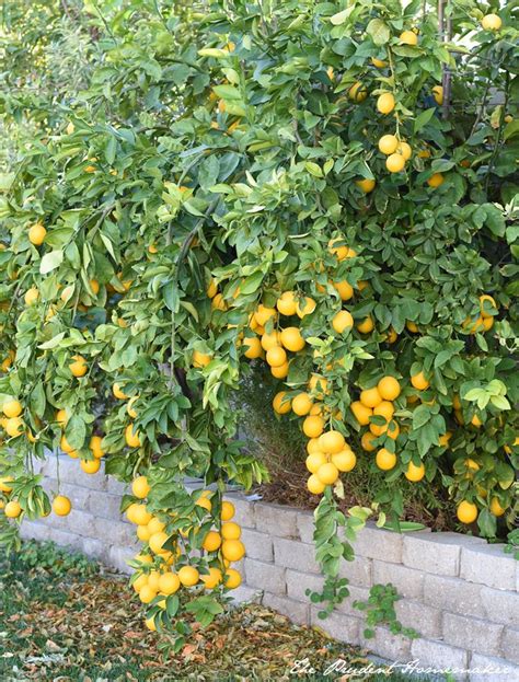 Best Lemon Tree For Lemonade