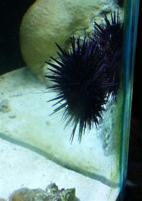Aquarium Black Urchin Tri State Aquariums