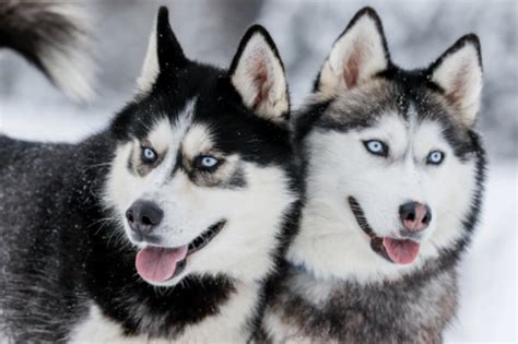 Siberian Husky Dogs Breed Facts Information And Advice Pets4homes