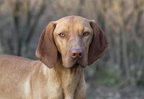 Hungarian Vizsla Dog Breed Profile Personality Facts