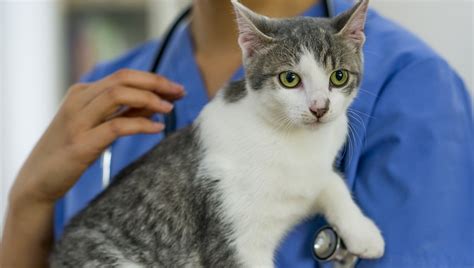 Cushings Disease In Cats Symptoms Causes And Treatments Cattime