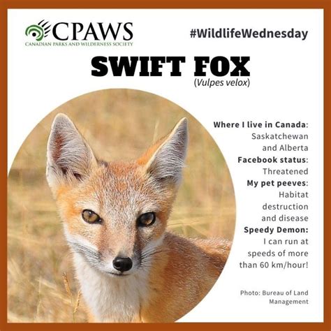 Canadian Parks And Wilderness On Instagram “the Swift Fox Is A