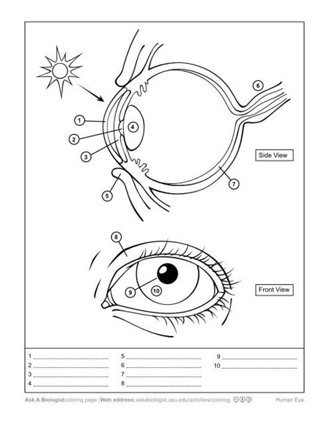 Ask A Biologist Eye Anatomy Worksheet Coloring Page Activity