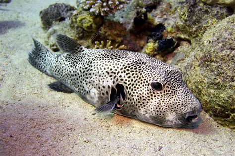 Star Puffer Stock Image C0100140 Science Photo Library