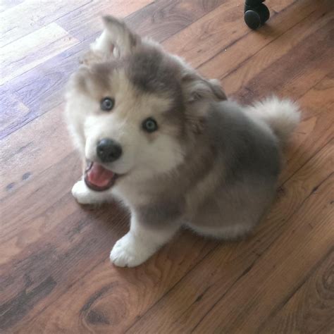 Applying for an alaskan klee kai puppy. Alaskan malamute-husky pupper : aww