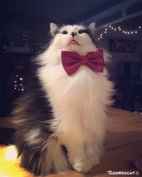 Cats Wearing Bow Tie Tumblr
