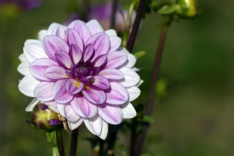 Free Images Nature Blossom White Petal Bloom Green Botany Pink