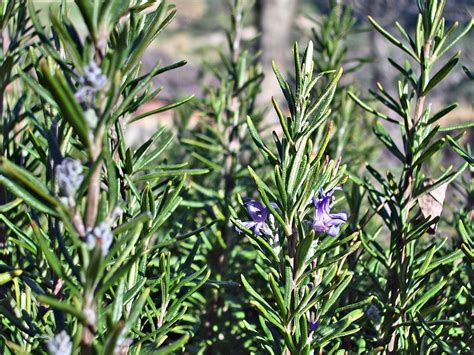 Pruning Woody Herbs Rosemary Plant Rosemary Plant Care Growing Rosemary