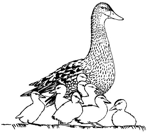 They can be found on the park, on a farm or even in a common household. Duck Coloring Pages