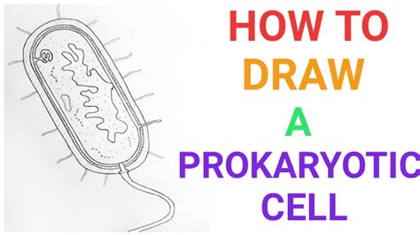 Draw A Prokaryotic Cell And Label It Tattooremovalinlosangeles