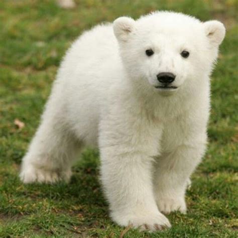 Baby Polar Bear Animals And Pets Funny Animals Bear Pictures Cute