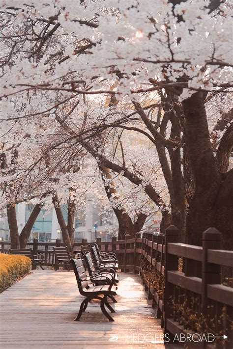 9 Absolutely Stunning Spring Places Outside Seoul Hedgers Abroad