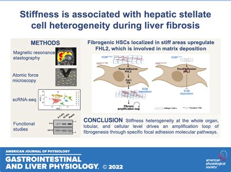 Stiffness Is Associated With Hepatic Stellate Cell Heterogeneity During