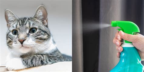 Quitar El Olor A Popó De Gato Trucos Sencillos Y Eficaces