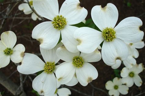 State Flower Of Virginia Flowering Dogwood Symbol Hunt