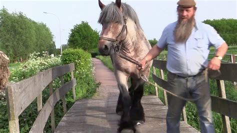 Horse Breeding Sex Mating 1 Youtube