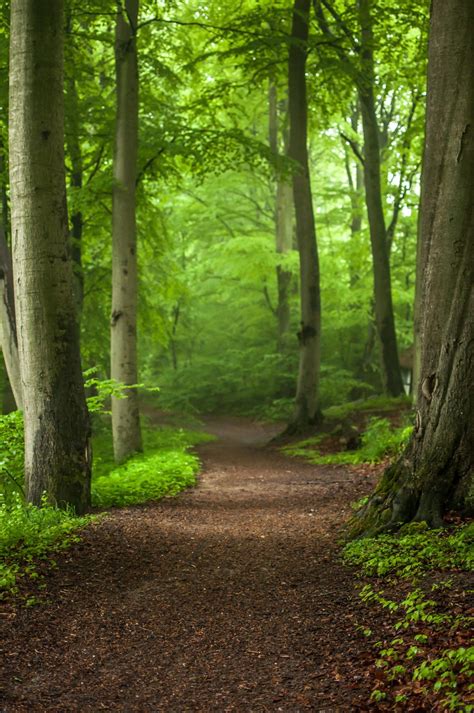 Forest Path By Henrik Hansen 500px Landscape Nature Photography