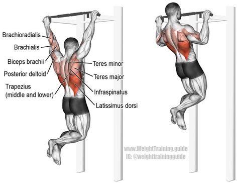 Pullup A Major Compound Pull Exercise Main Muscles Worked Latissimus