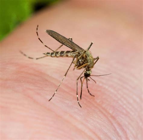 Ideale Brutstätten: Stechmücken plagen Menschen nach Hochwasser - WELT
