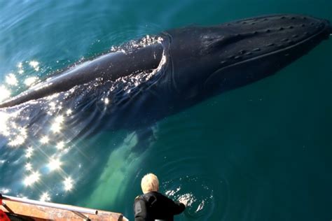 Human Whale Comparison Visit Troll Peninsula