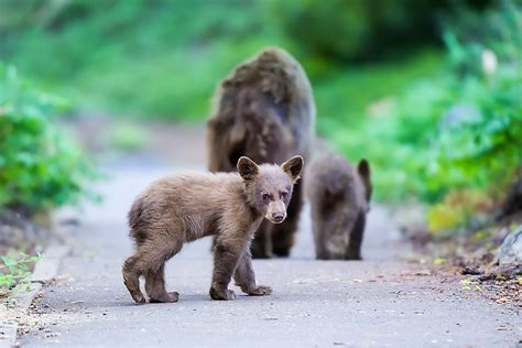 Open Letter Revelstoke Bears In Crisis The Fur Bearers