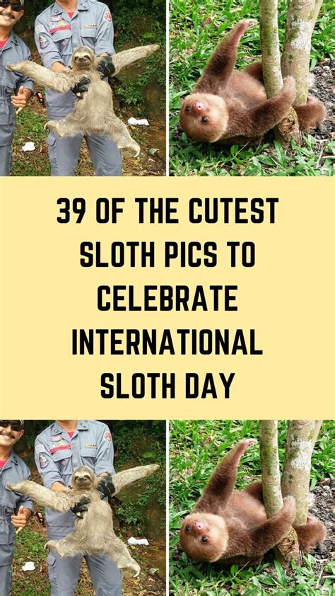39 Of The Cutest Sloth Pics To Celebrate International Sloth Day Cute