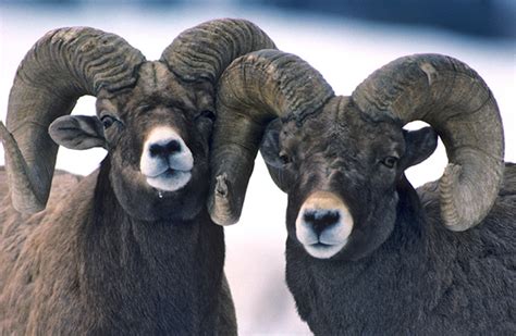 Onomatopoeia, or onomatopeya in spanish, is the formation or use of words that are imitative or intended to sound like what they represent. Bam Bam the Ram: Is Feeding Wildlife Ever OK?