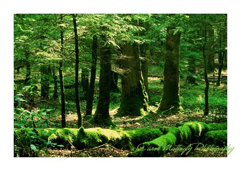 Carol Mattingly Photography The Emerald Forest