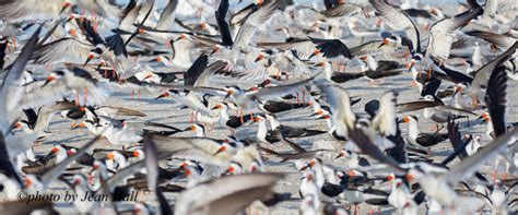 July Holidays Had Minimal Impacts On Floridas Beach Nesting Birds