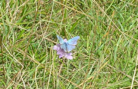 Rare Adonis Blue Butterfly On Rodborough © Mel Evans Cc