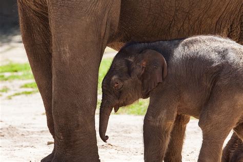 Elefant Jungtier Elefantenbaby · Kostenloses Foto Auf Pixabay