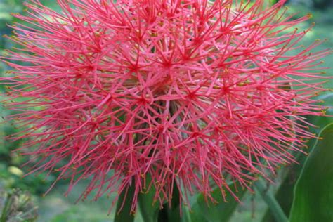 The second film in the guinea pig film series, it is based on a manga by hino. Blood lily: a ball of fire in a flower pot - CSMonitor.com
