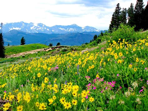 Flowers On The Mountainside
