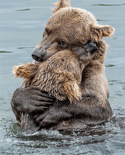 Bears Hug Animalsbeingbros